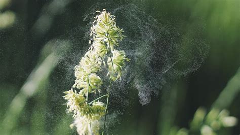 Grass Pollen Can Help Predict Asthma Prothom Alo