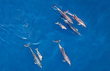 All About Bottlenose Dolphins - Habitat and Distribution | SeaWorld ...