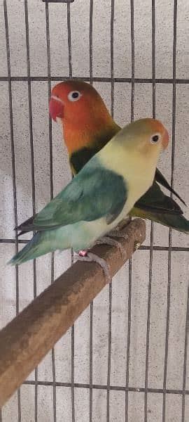 Love Birds Breeder Pair Albino Red Eye Parblue Split Ino Parrot