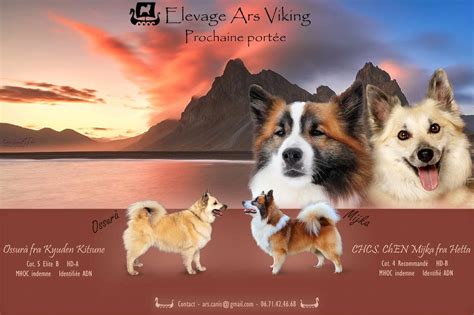 Elevage Ars Viking Eleveur De Chiens Berger Islandais