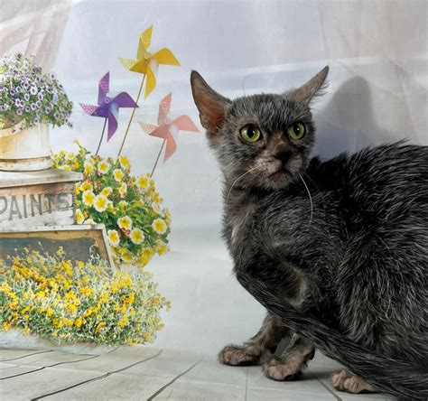 Lykoi Cats USA