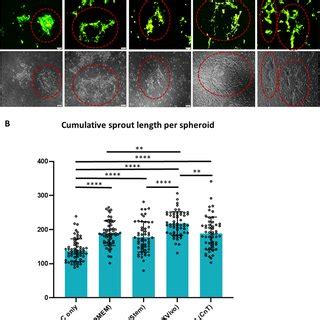 Adherent Cells Sourced From Pbmcs Under Xf Sf Conditions Exhibited Bdac