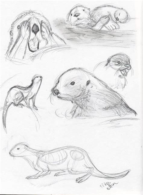 Life Drawing Otters By Kicsterash On Deviantart Artofit