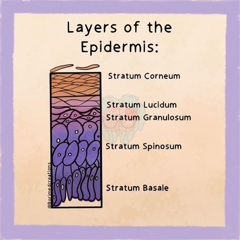 Layers of the Epidermis | Layers of the epidermis, Epidermis, Skin moles