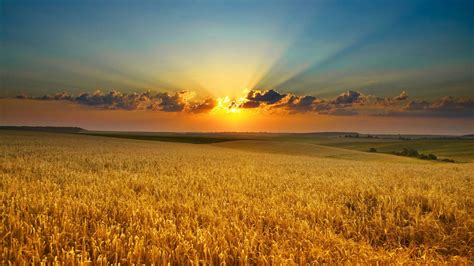 Corn Field Wallpapers Top Free Corn Field Backgrounds Wallpaperaccess