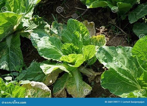 Plant Disease On Vegetable Downy Mildew On Chinese Cabbage Stock Image