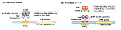 The Gal80 / Gal4 / UASG system is used by yeast to | Chegg.com 