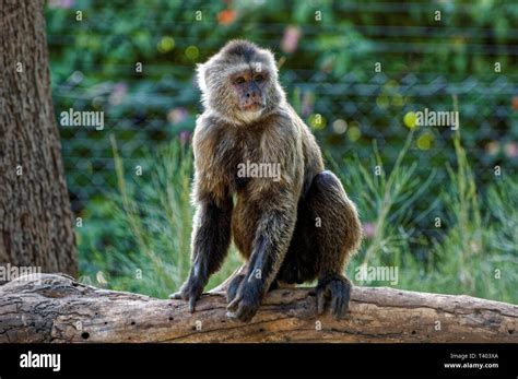 Cebus Species Hi Res Stock Photography And Images Alamy