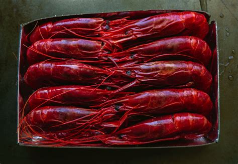 Carabineros Shrimp Deep Sea Cardinal Prawn