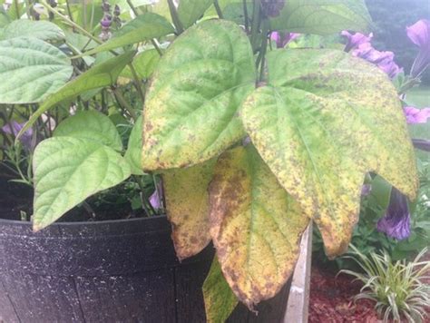 Why Are My Green Bean Plants Yellowing