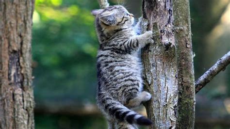 Cat Kitten Climb Climbing Hd Wallpaper Animals Wallpaper Better