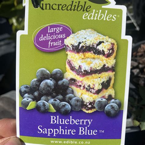 Blueberry Sapphire Blue L Lushingtons