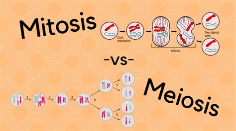 Difference Between Mitosis And Meiosis Science Trends