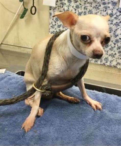 Chihuahuas Arrived At Shelter Together And Need Our Help Pet Rescue