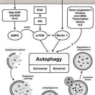 The Process Of Autophagy And Its Role In Ischemic Reperfusion Injury Of