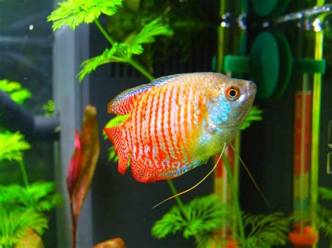 Dwarf Gourami Care: Tank Mates, Size, Temperature & Disease - Fish ...