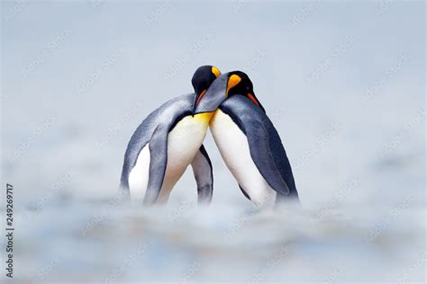 Stockfoto King Penguin Mating Couple Cuddling In Wild Nature Snow And