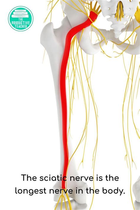 Nervous System Independent Study Set Human Body Activities Science