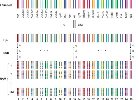 Pdf Genetic Design And Statistical Power Of Nested Association