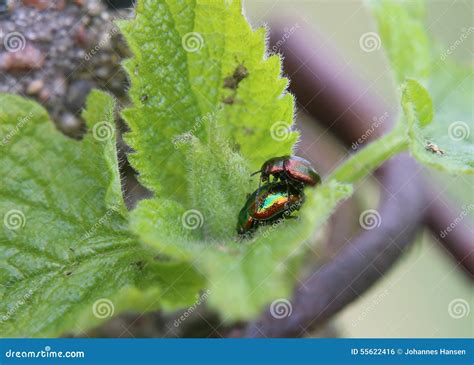 Mating Dead Nettle Leaf Beetle Stock Photo Image Of Leaf Beetle