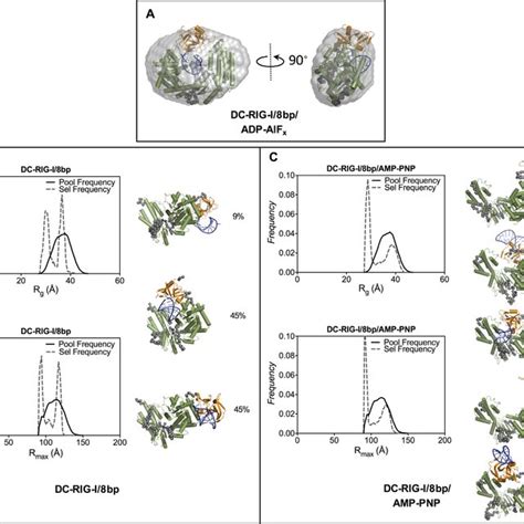 Various Mechanisms Of Dual Site Dual Type Ubiquitination Of Rig I And