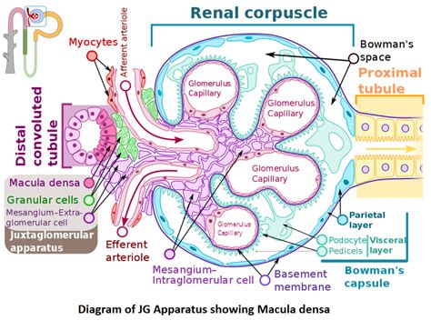 What is Macula Densa?