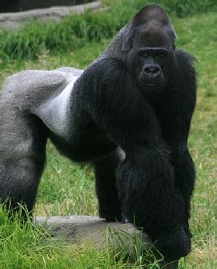 SILVERBACK GORILLAS - over 15 key facts