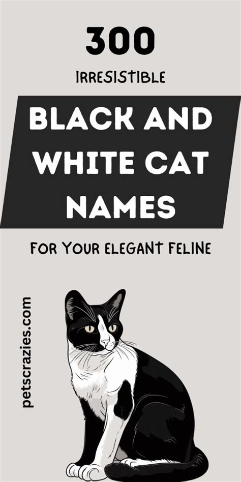 300 Irresistible Black And White Cat Names For Your Elegant Feline