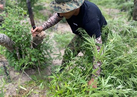 Planta Es Mil De P S De Maconha S O Encontradas Pela Pol Cia Em