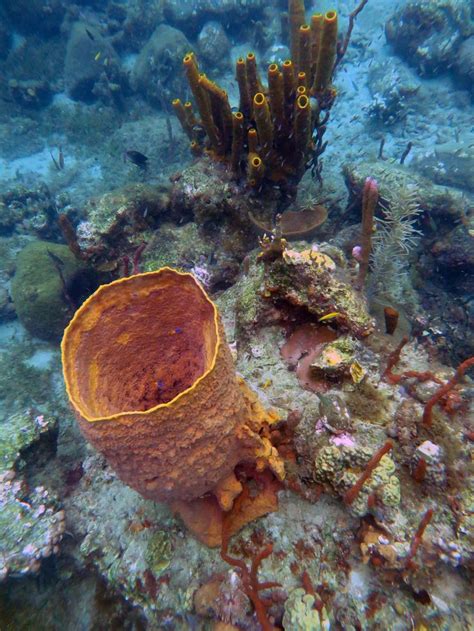 Giant Barrel Sponge Xestospongia Muta And Yellow Tube Sponge Aplysina Fistularis Cabrits