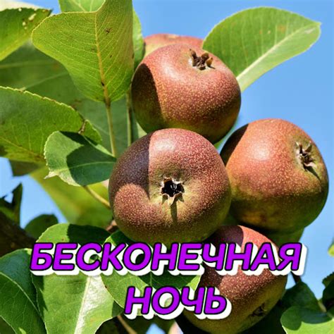 БЕСКОНЕЧНАЯ НОЧЬ - YouTube Music
