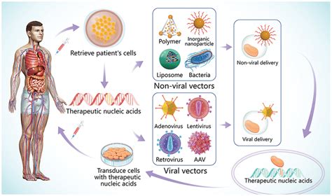 Overview Of Gene Therapy Strategies Cells Are Retrieved Form The