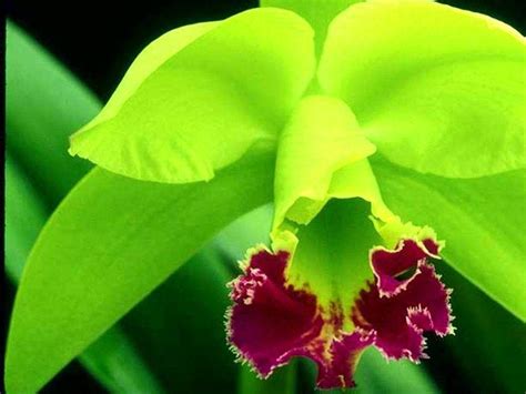 Green Orchid Wallpapers - Top Free Green Orchid Backgrounds ...