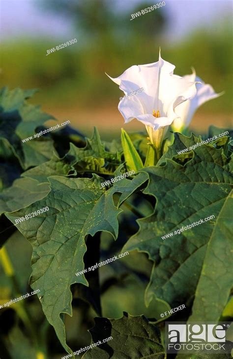 Stramonium Jimsonweed Thornapple Jimson Weed Datura Stramonium