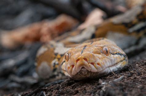 Reticulated Python | Sean Crane Photography