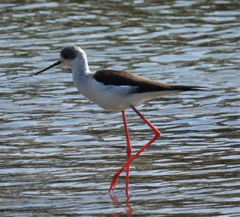 Friday 7th April 2023 Cornwall Birds CBWPS