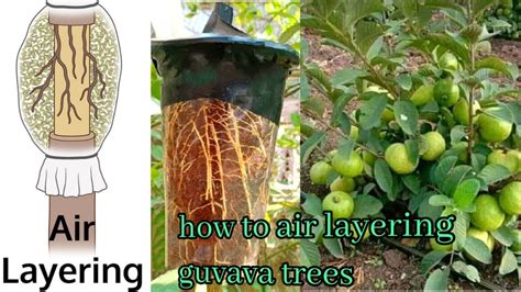 How To Air Layering Guava Plants From Guvava Mother Plants How To