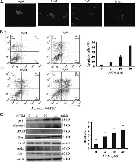 Aptm A Thiophene Heterocyclic Compound Inhibits Human Colon Cancer