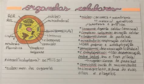 Resumo De Organelas Citoplasm Ticas Fisiologia Celular Estudos Para