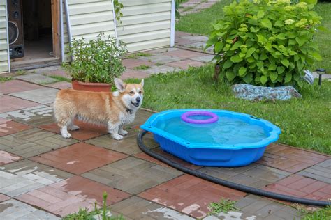 Pembroke Welsh Corgi Corgis Addiction Highlights Fox Super Cute