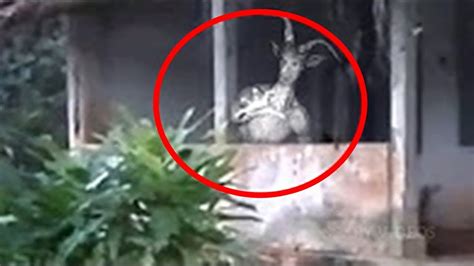 Top 10 Scary Mysterious Creatures Caught On Camera Youtube