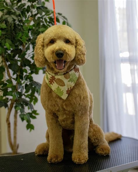 Tailored Tails of Lubbock - Lubbock's Best in Dog Grooming, Dog ...