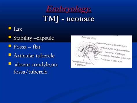 Temporomandibular Joint Development And Anatomy Ppt