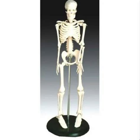 Pvc Mini Human Skeleton At 10500 In Hyderabad ID 13927105373