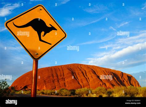 Uluru and a Kangaroo Stock Photo - Alamy