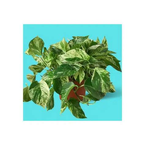 Pothos Marble Queen Hb 8 Hands Garden Center