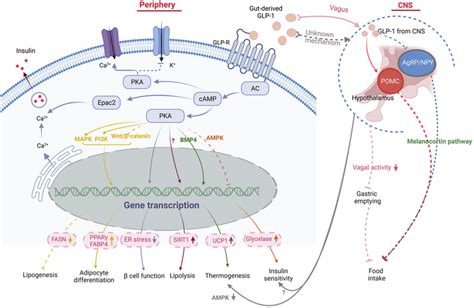 GLP-1 signaling pathway in obesity pathogenesis. The anti-obesity ...