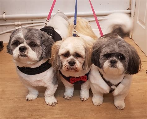 Adopting Southern Shih Tzu Rescue