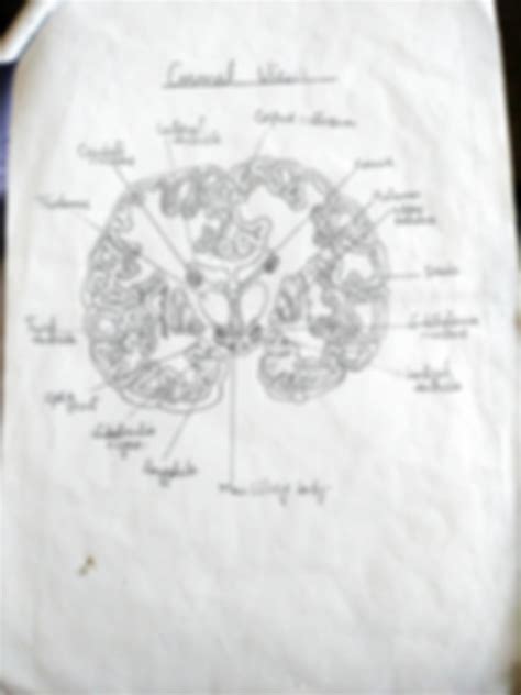 SOLUTION: Diagram of brain - Studypool