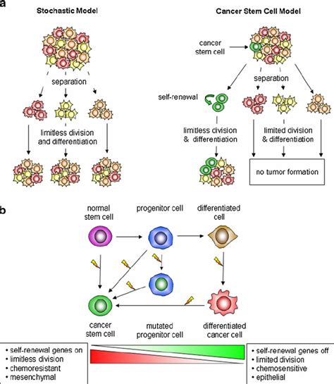 Model For And Possible Origins Of Cancer Stem Cells A The Stochastic